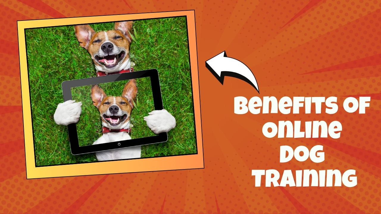 Experience Effective Training Methods at TrainPetDog.com